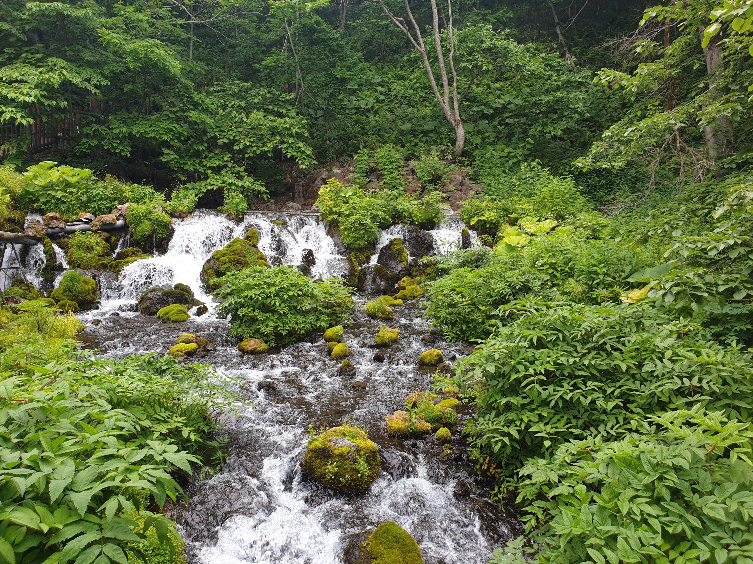 京极吹出公园从苔藓岩石间涌出的名水