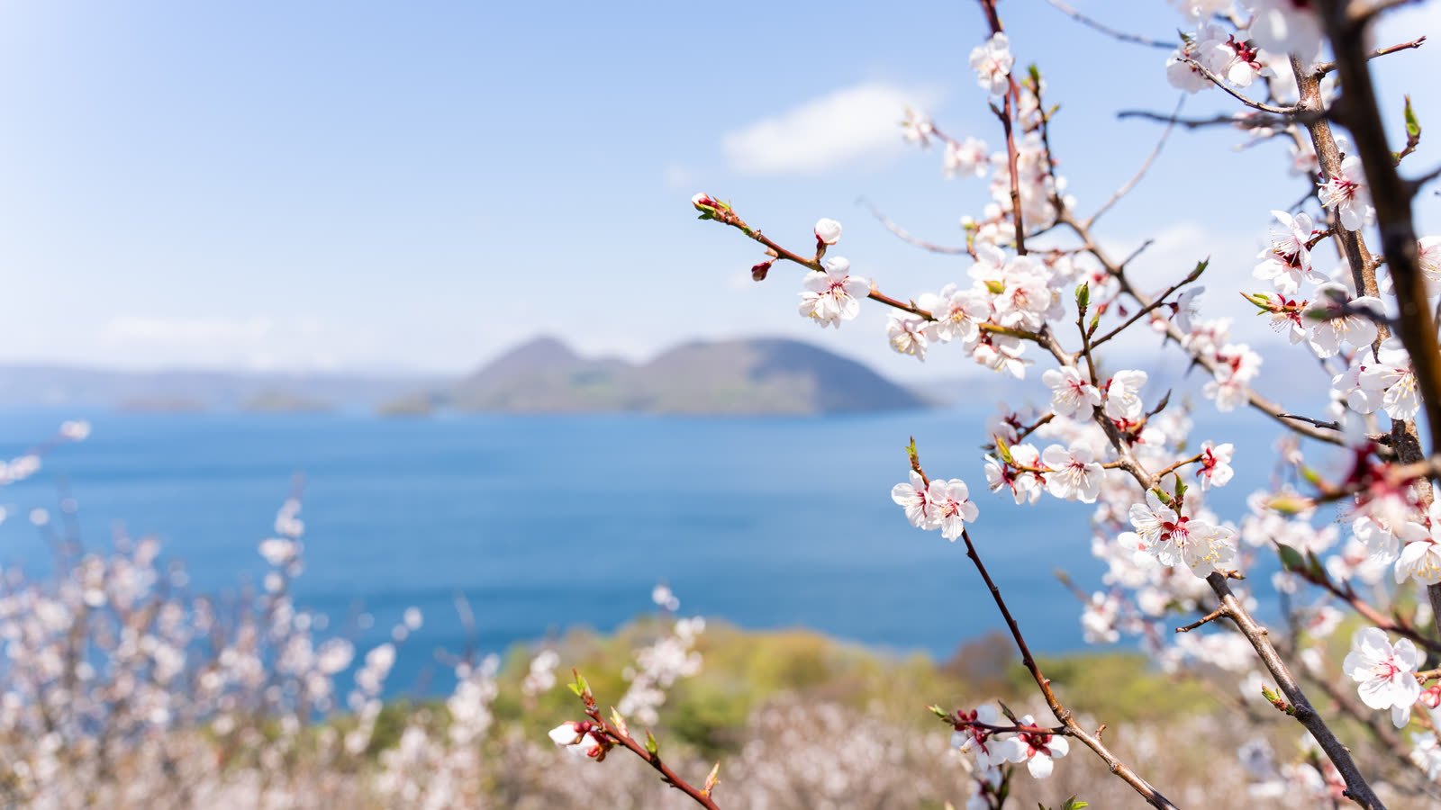 Lake Toya and Nakajima seen through plum blossoms