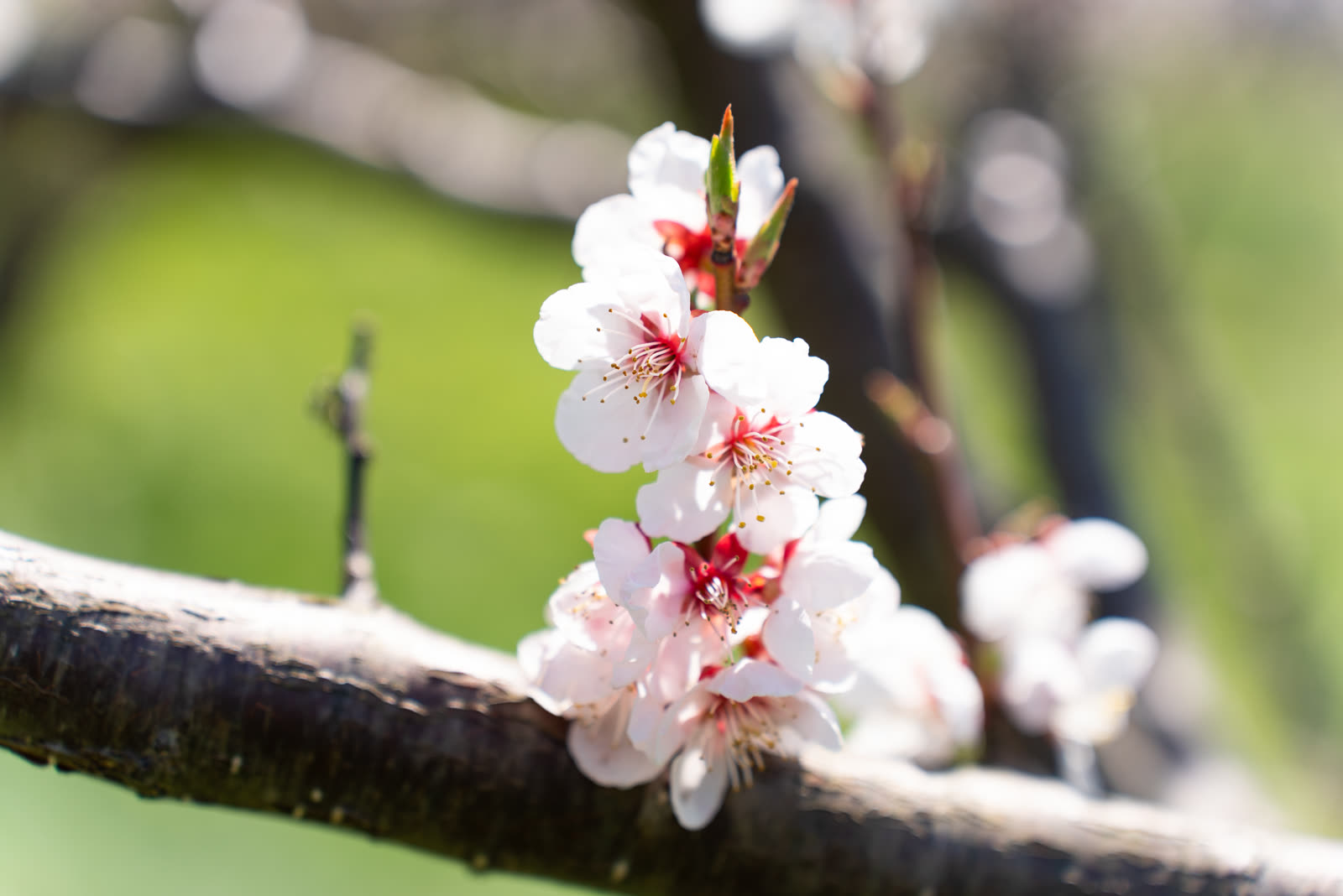 Plum blossoms at Sobetsu Park