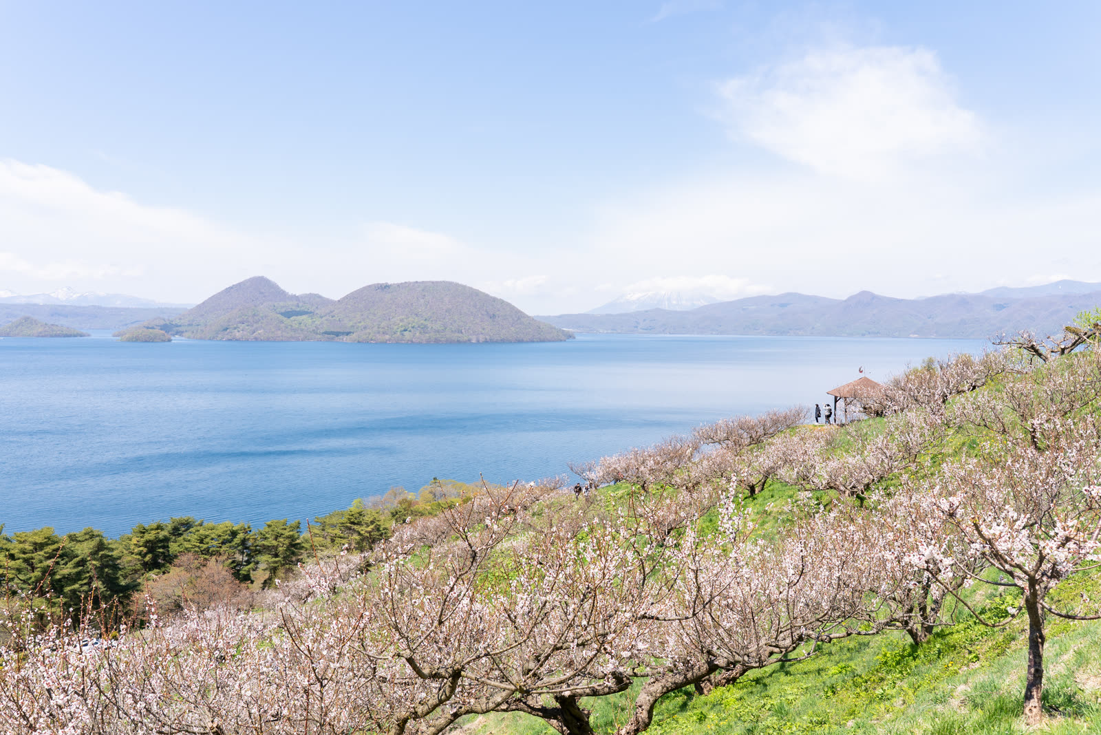The plum grove of Sobetsu Park spreading down a slope above Lake Toya
