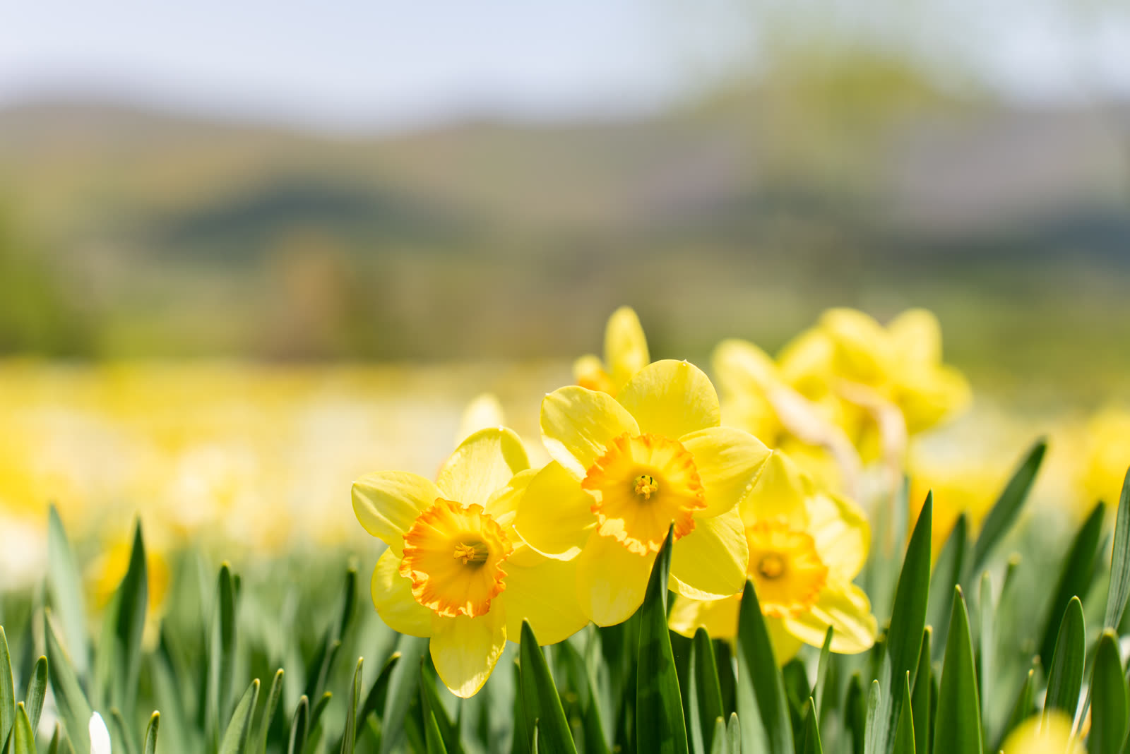 Daffodils in bloom on the Daffodil Hill