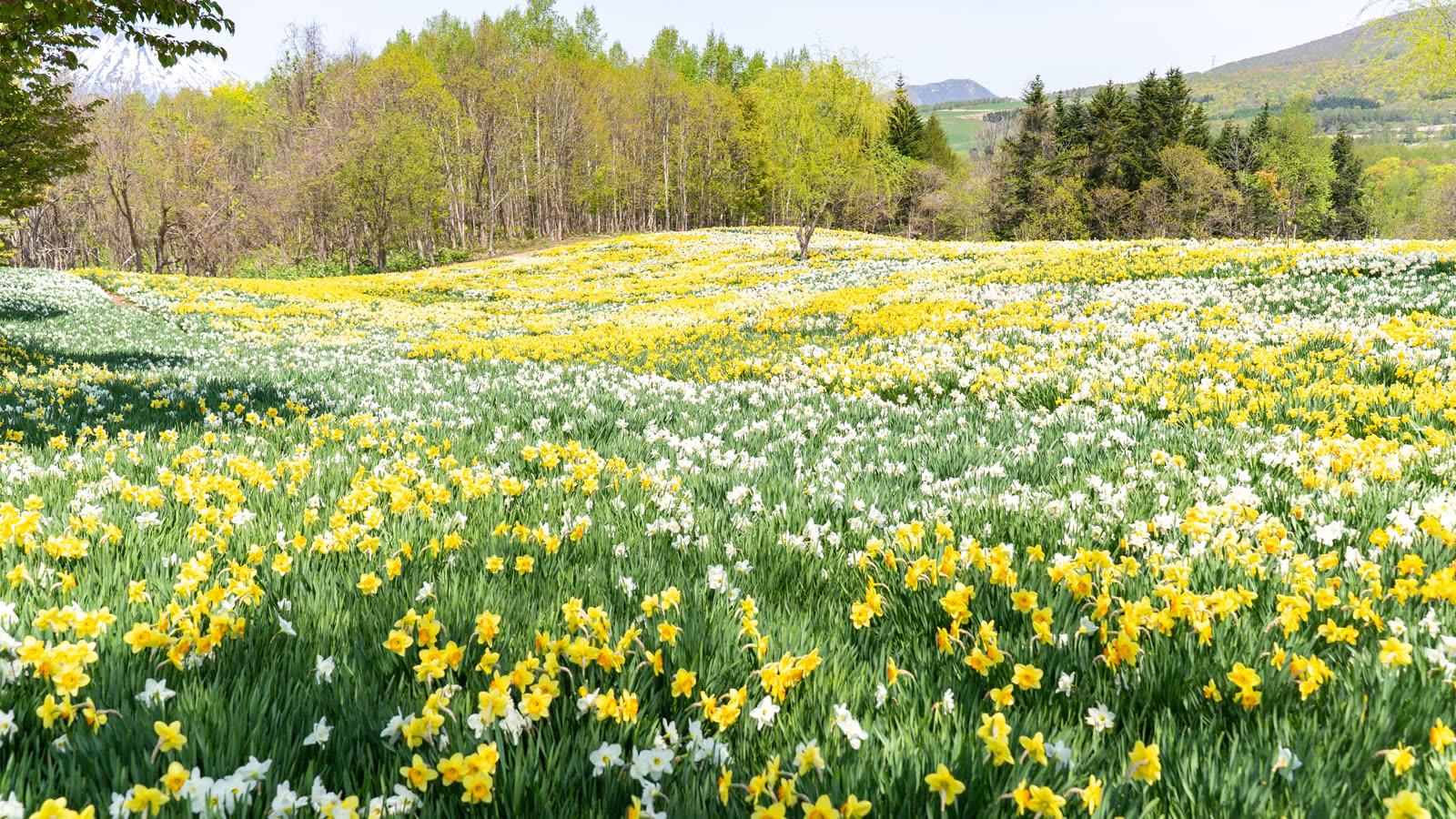 Daffodils blooming across the whole of Daffodil Hill