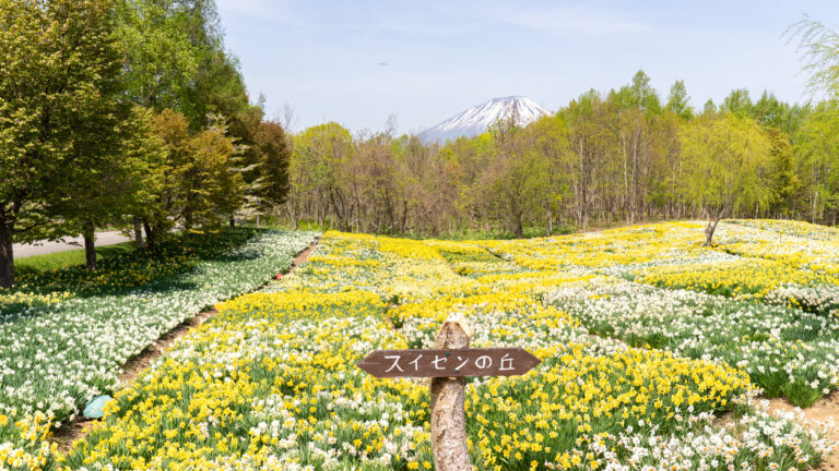 도야호 주변 꽃 절정 달력｜4〜6월의 벚꽃·매화·수선화·철쭉