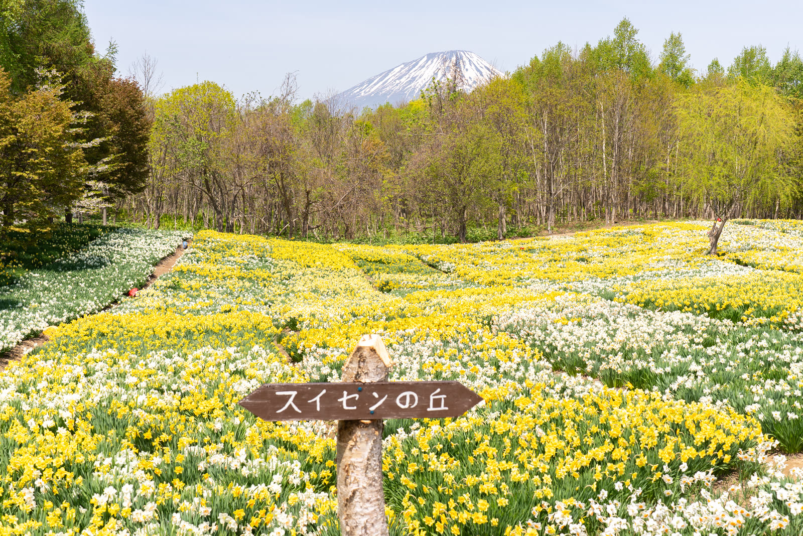 The Daffodil Hill with Mount Yotei