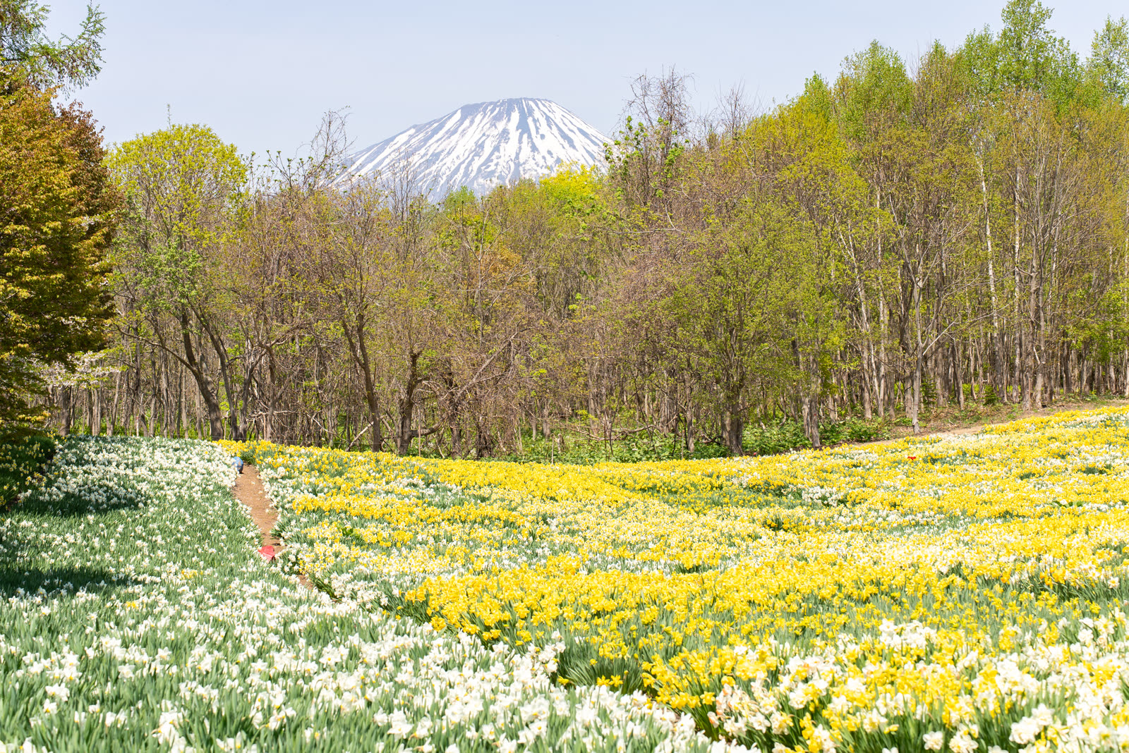 Mount Yotei and the daffodil-covered slope of Suisen Hill