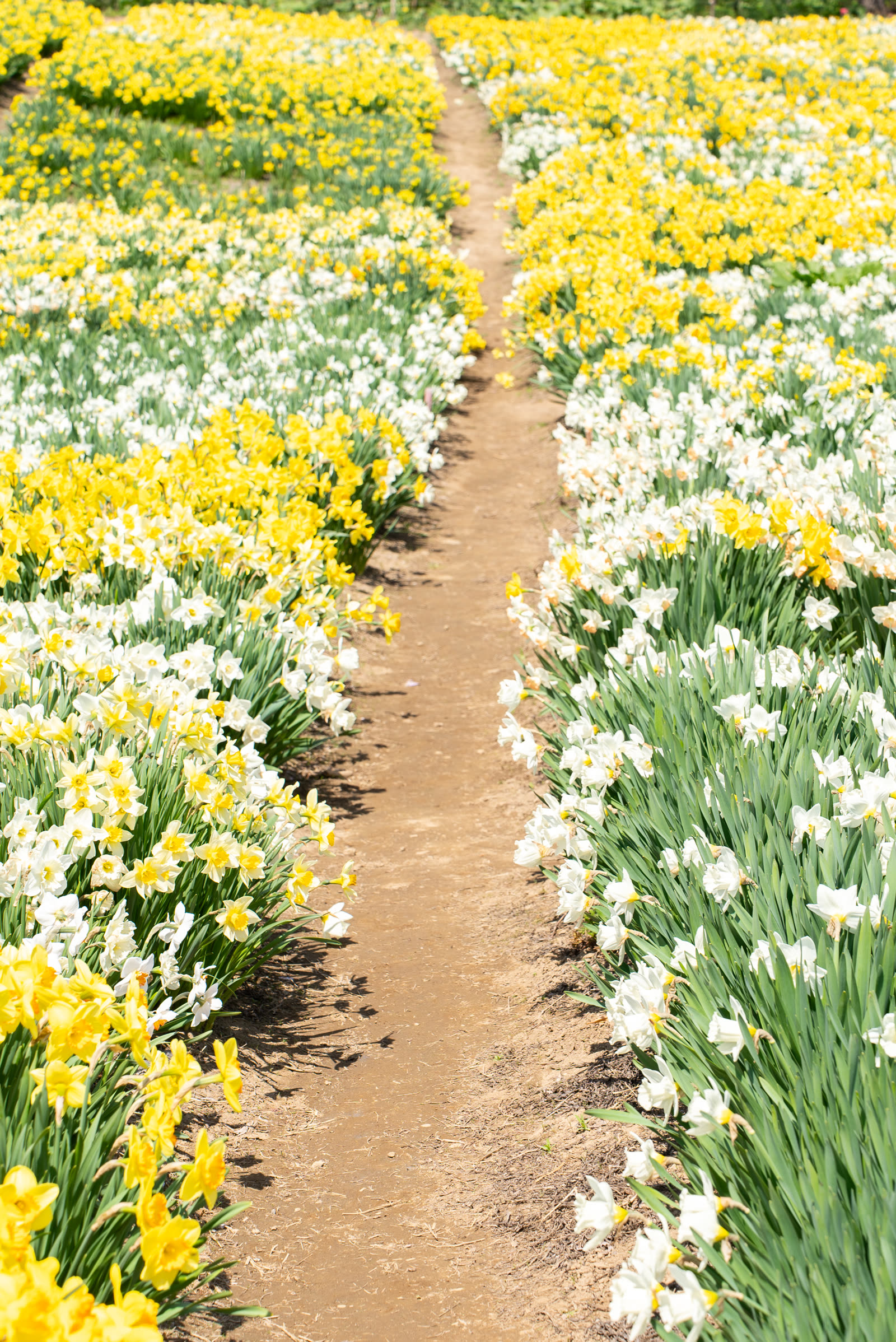 A path winding through the daffodils