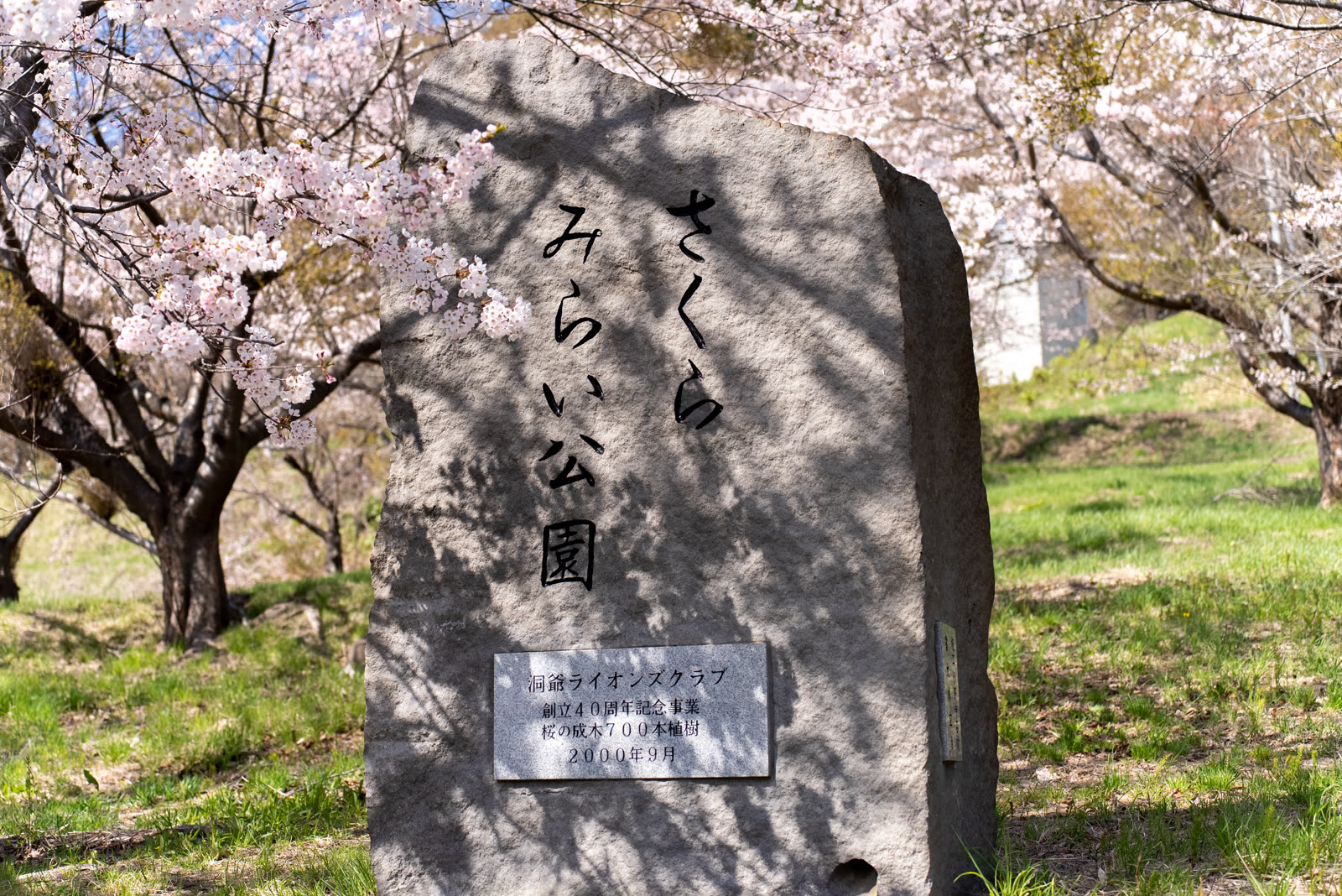 A monument in a park framed by cherry blossoms