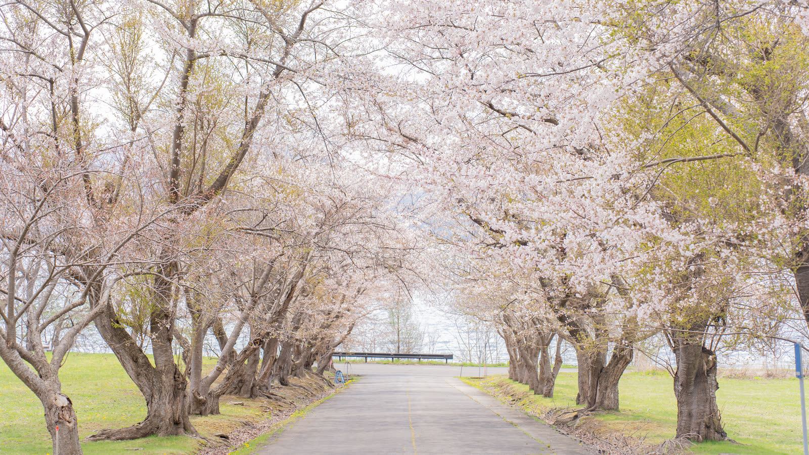 A cherry-tree avenue leading down to the lakeshore
