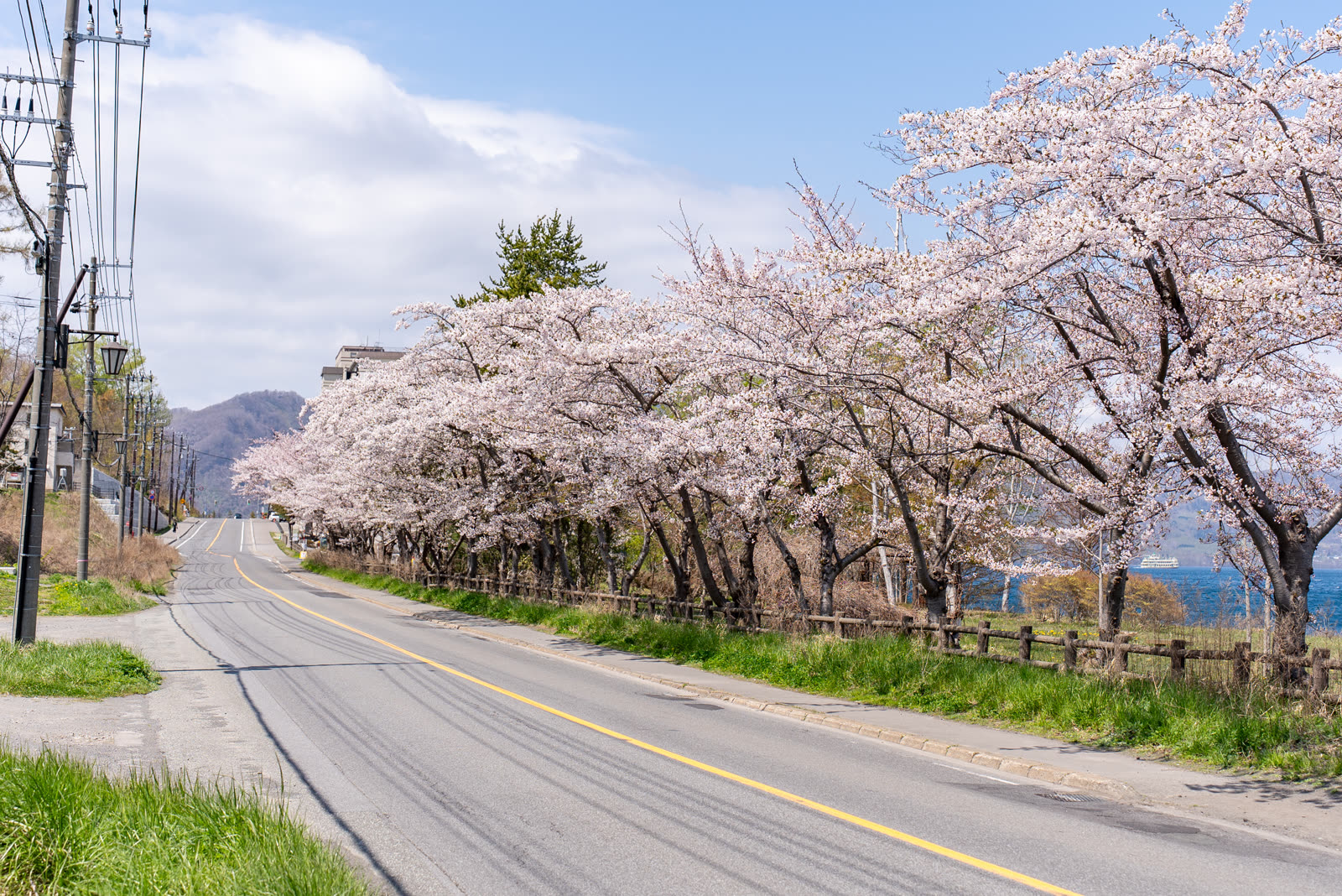 A road lined with continuous cherry blossoms