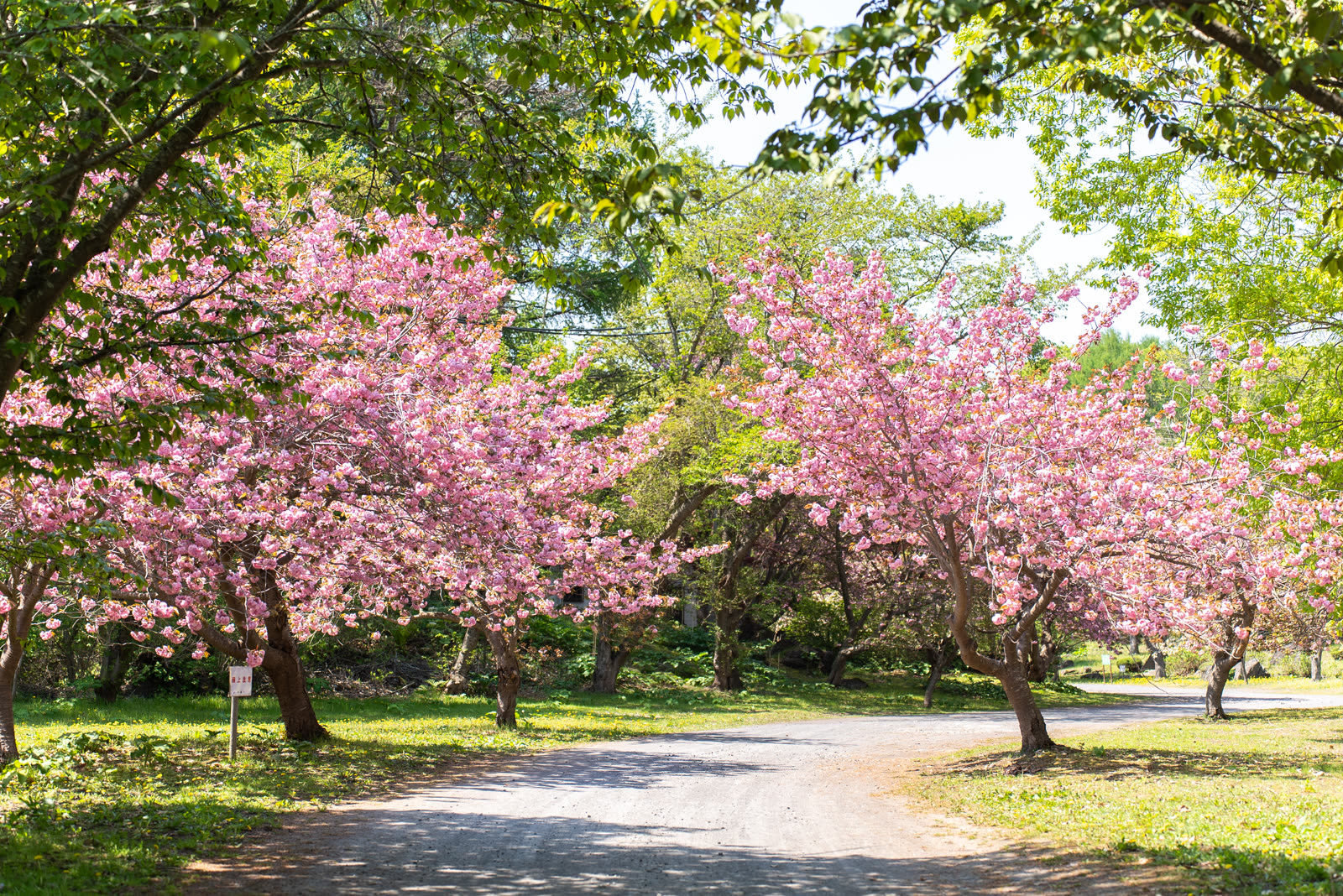 Double-flowered cherry blossoms along the approach at Usu Zenkoji