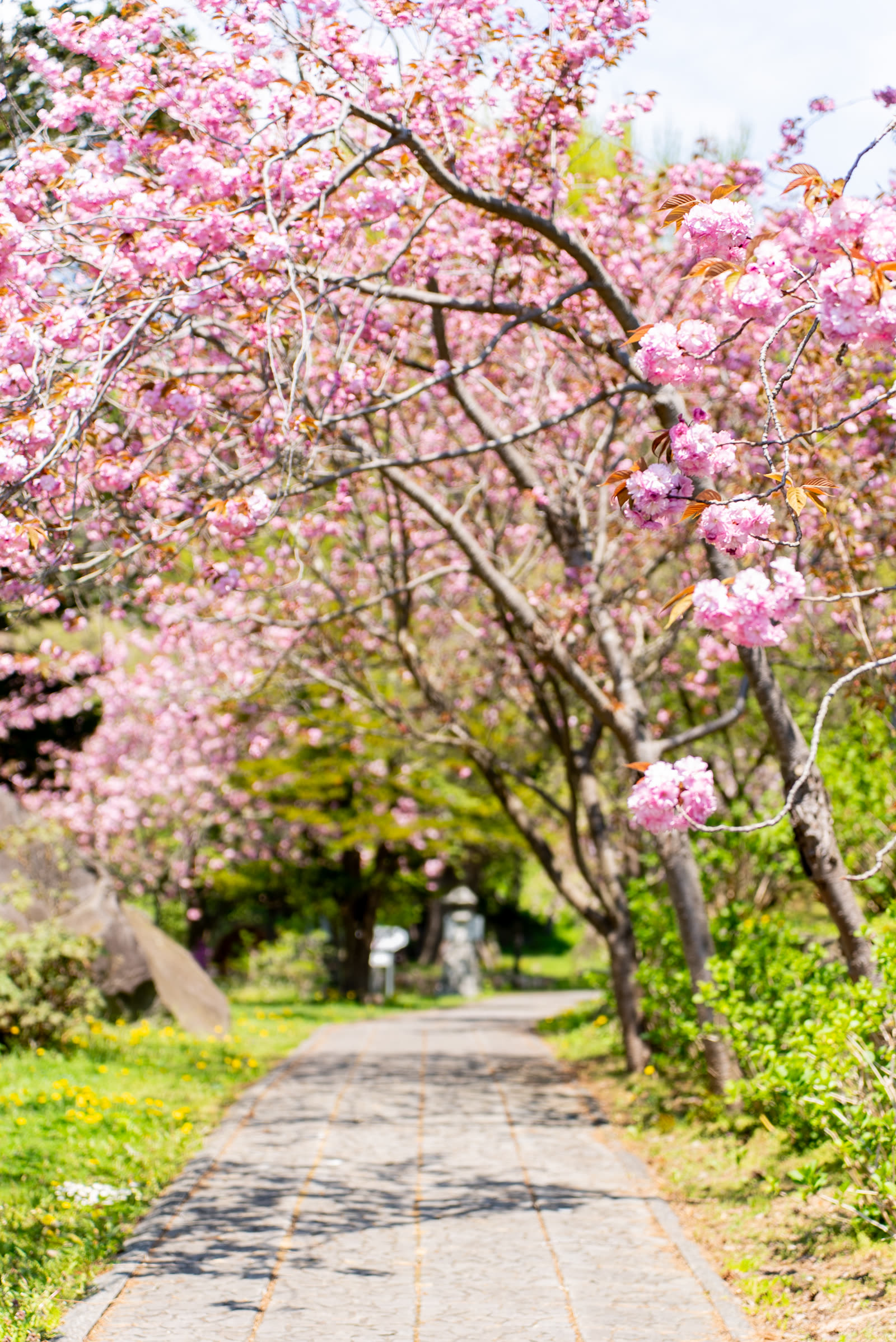 Cherry trees lining the approach to Usu Zenkoji