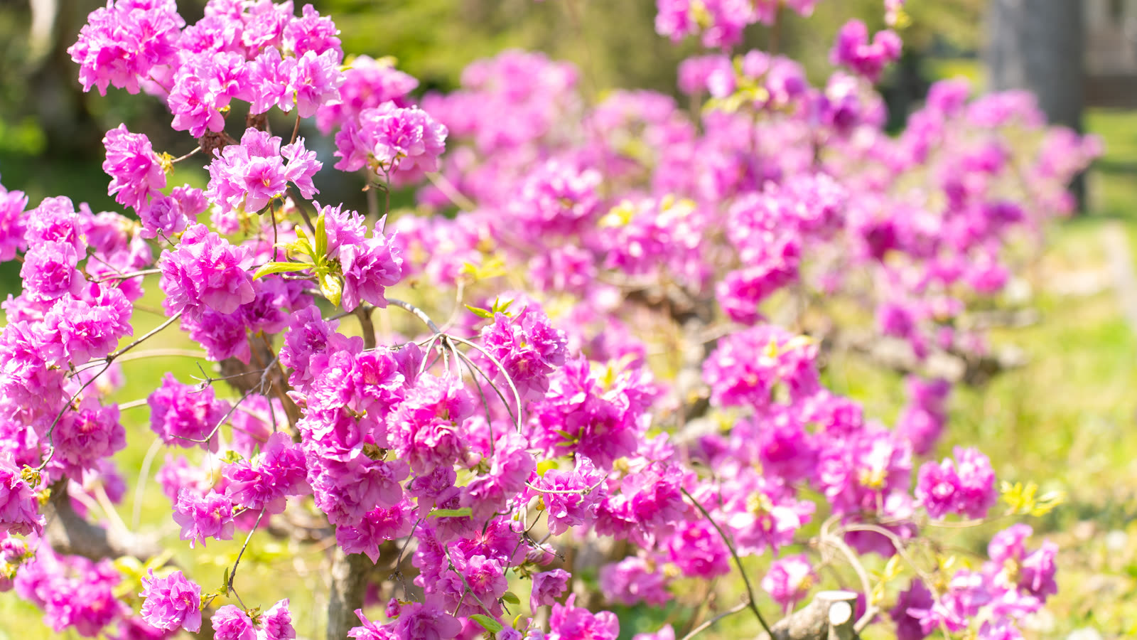 Azaleas at Usu Zenkoji Temple