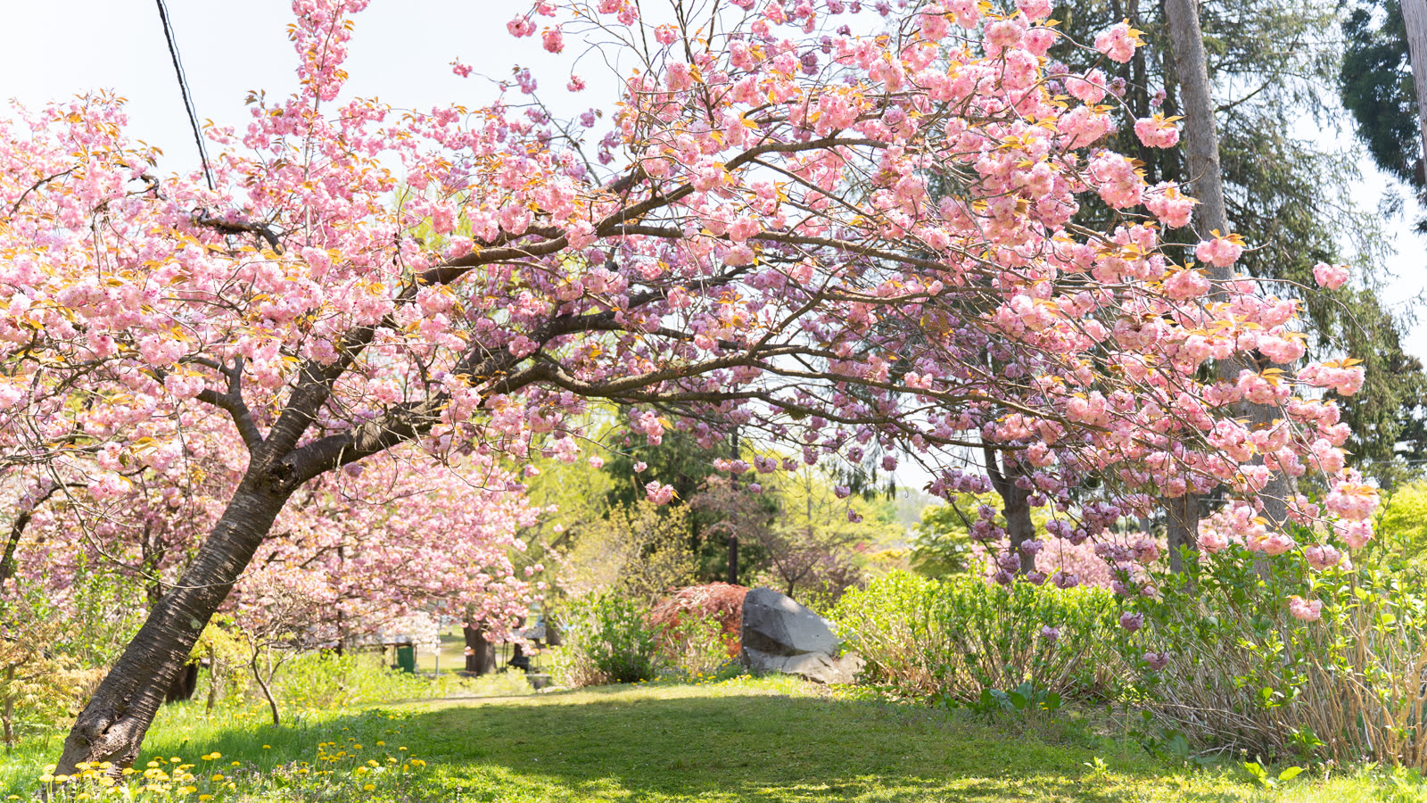 Double-flowered cherry blossoms at Usu Zenkoji