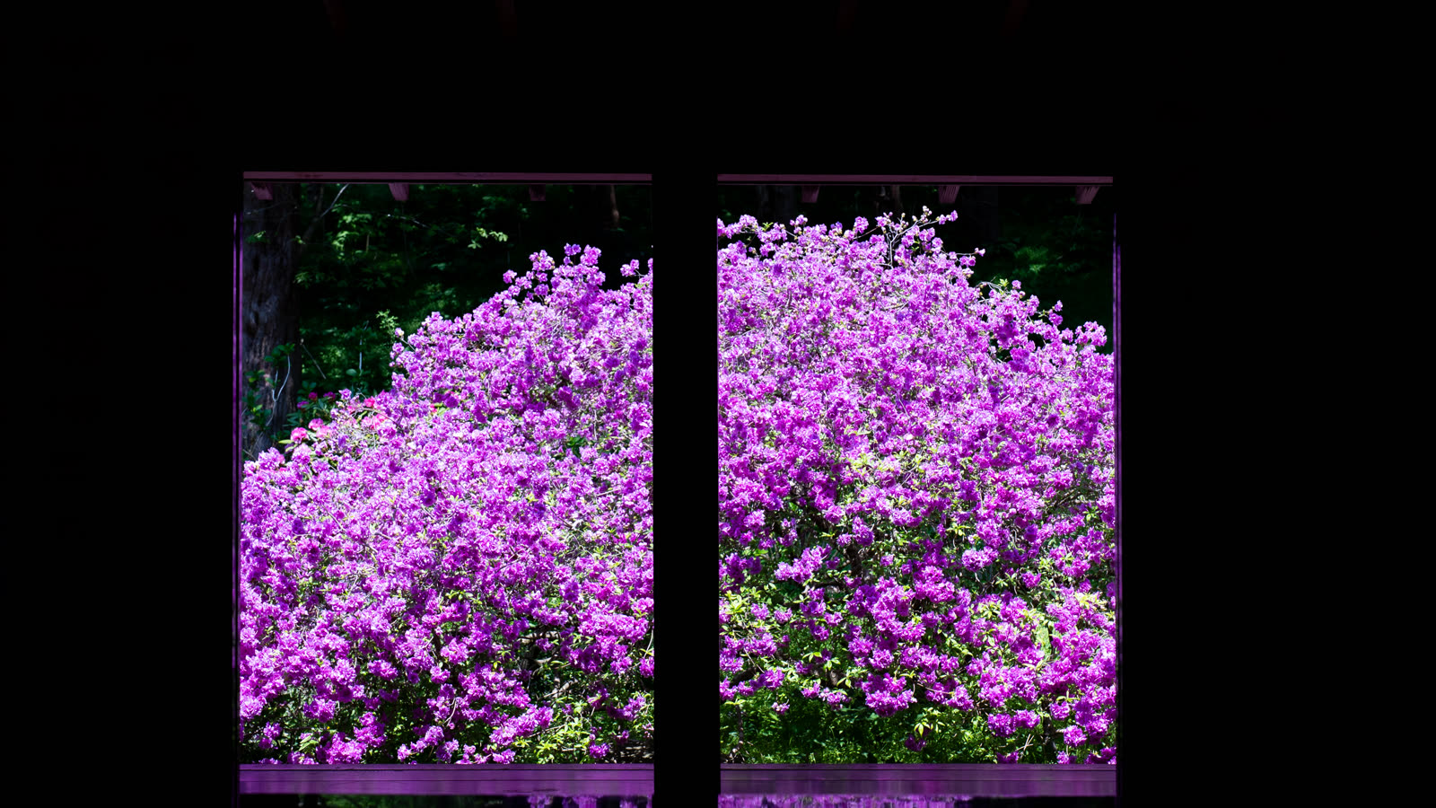 Azaleas at Usu Zenkoji Temple framed by a window